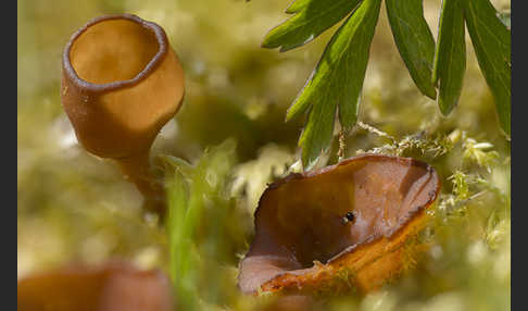 Anemonenbecherling (Dumontinia tuberosa)