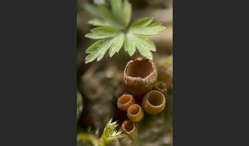 Anemonenbecherling (Dumontinia tuberosa)