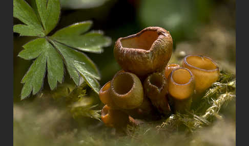 Anemonenbecherling (Dumontinia tuberosa)