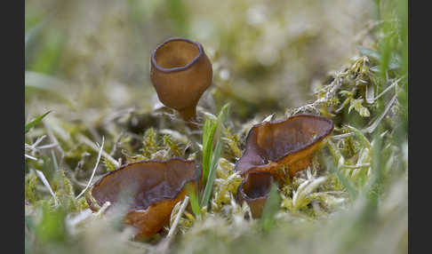 Anemonenbecherling (Dumontinia tuberosa)