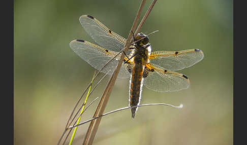 Vierfleck (Libellula quadrimaculata)