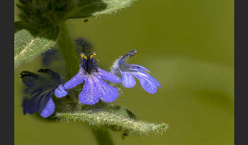 Heide-Günsel (Ajuga genevensis)