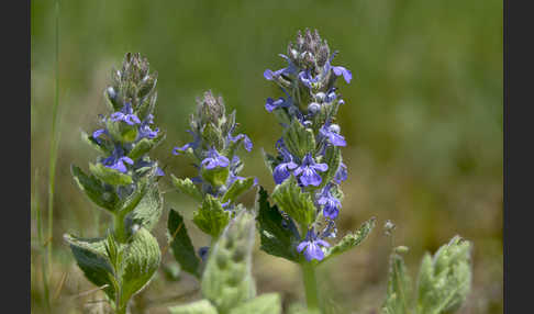 Heide-Günsel (Ajuga genevensis)