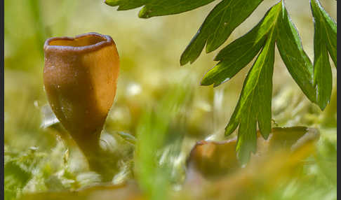 Anemonenbecherling (Dumontinia tuberosa)