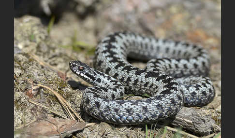 Kreuzotter (Vipera berus)