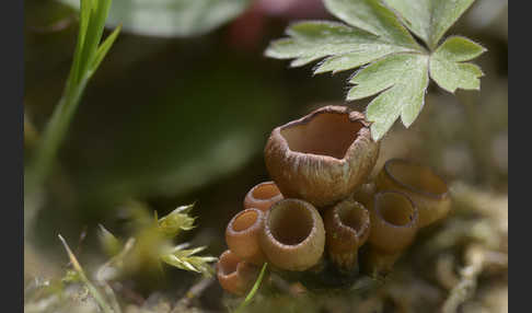 Anemonenbecherling (Dumontinia tuberosa)