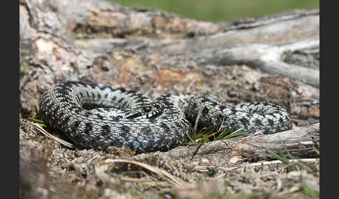 Kreuzotter (Vipera berus)