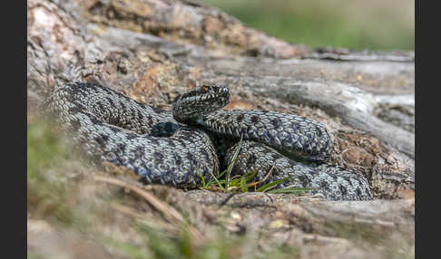 Kreuzotter (Vipera berus)