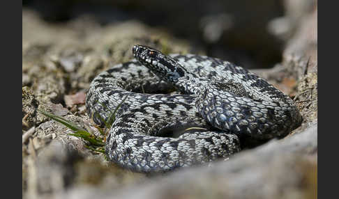 Kreuzotter (Vipera berus)