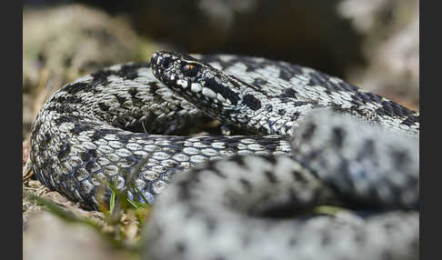 Kreuzotter (Vipera berus)