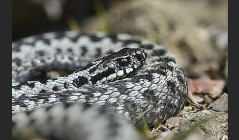 Kreuzotter (Vipera berus)