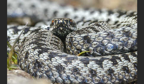 Kreuzotter (Vipera berus)