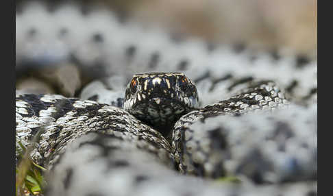 Kreuzotter (Vipera berus)