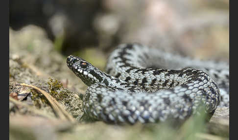 Kreuzotter (Vipera berus)