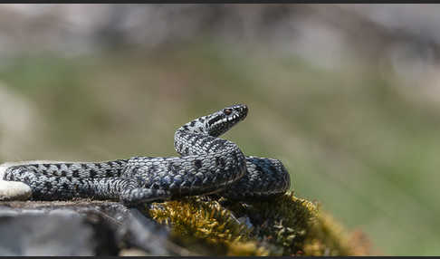 Kreuzotter (Vipera berus)