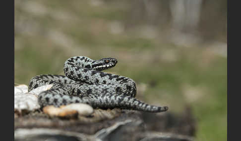 Kreuzotter (Vipera berus)