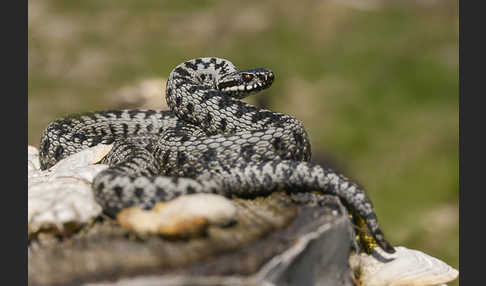 Kreuzotter (Vipera berus)