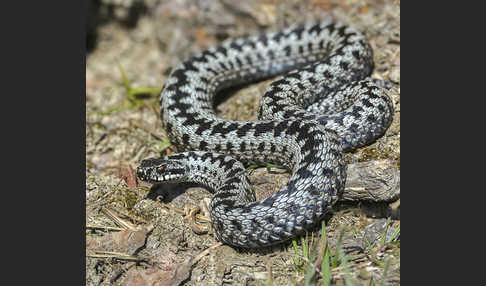 Kreuzotter (Vipera berus)