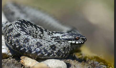 Kreuzotter (Vipera berus)