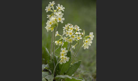 Hohe Schlüsselblume (Primula elatior)