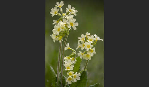 Hohe Schlüsselblume (Primula elatior)