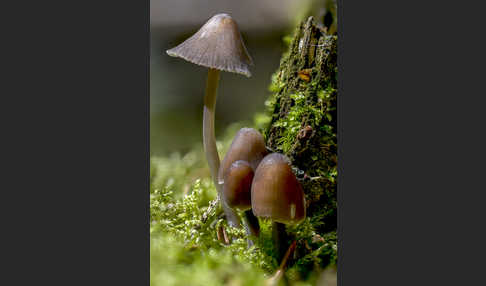 Zweisporiger Nitrat-Helmling (Mycena silvae-nigrae)