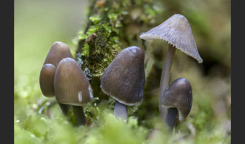 Zweisporiger Nitrat-Helmling (Mycena silvae-nigrae)