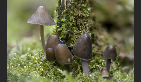 Zweisporiger Nitrat-Helmling (Mycena silvae-nigrae)