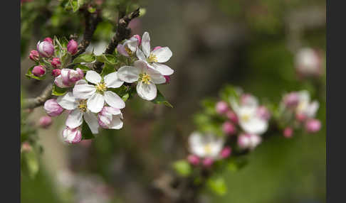 Kultur-Apfel (Malus domestica)