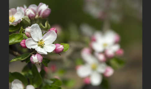 Kultur-Apfel (Malus domestica)