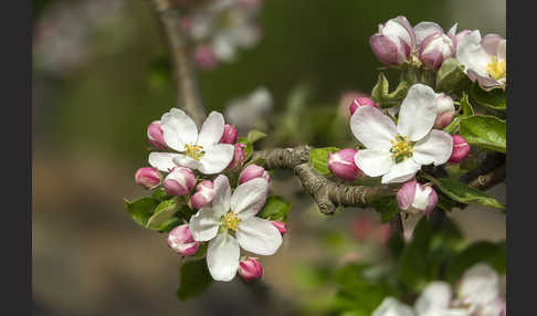 Kultur-Apfel (Malus domestica)