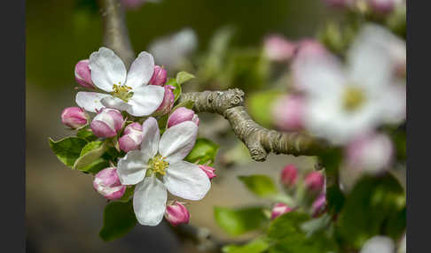 Kultur-Apfel (Malus domestica)