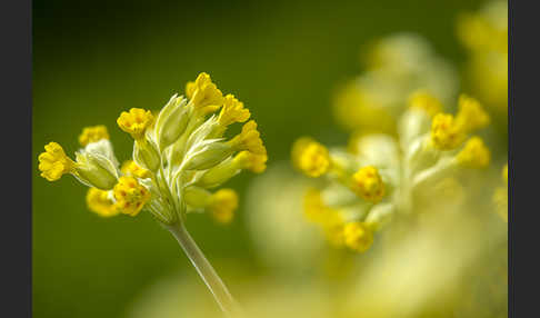 Wiesen-Schlüsselblume (Primula veris)