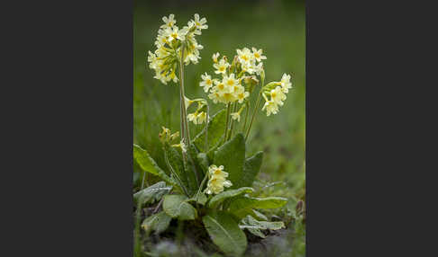 Hohe Schlüsselblume (Primula elatior)