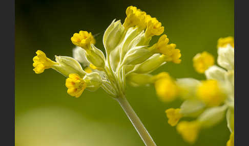 Wiesen-Schlüsselblume (Primula veris)