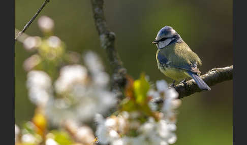 Blaumeise (Parus caeruleus)