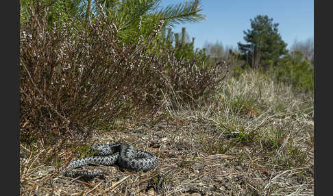 Kreuzotter (Vipera berus)