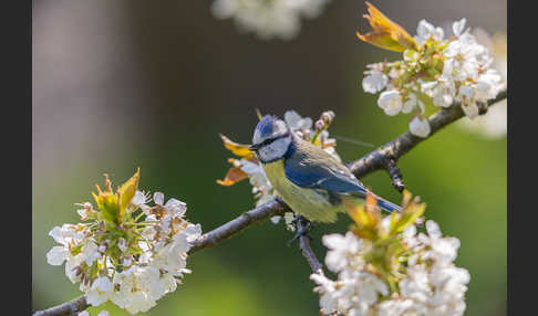 Blaumeise (Parus caeruleus)