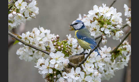 Blaumeise (Parus caeruleus)