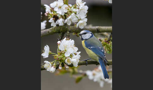 Blaumeise (Parus caeruleus)