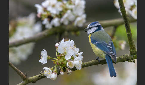 Blaumeise (Parus caeruleus)