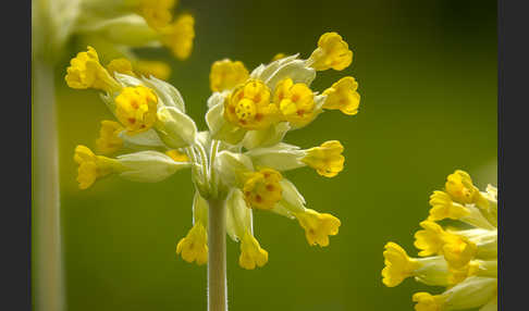 Wiesen-Schlüsselblume (Primula veris)