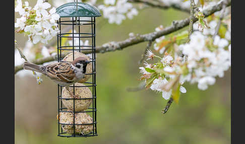 Feldsperling (Passer montanus)