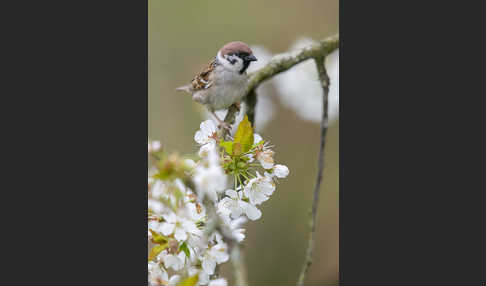 Feldsperling (Passer montanus)