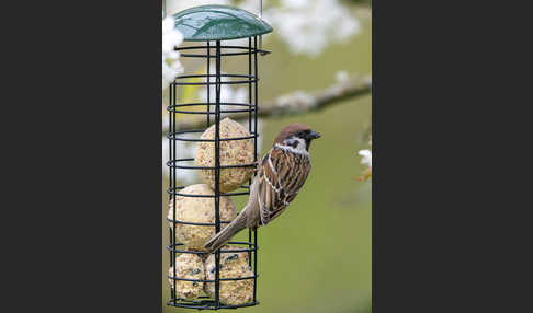 Feldsperling (Passer montanus)