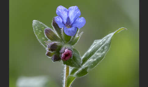 Geflecktes Lungenkraut (Pulmonaria officinalis)