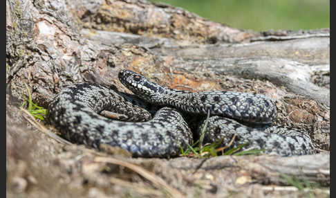 Kreuzotter (Vipera berus)