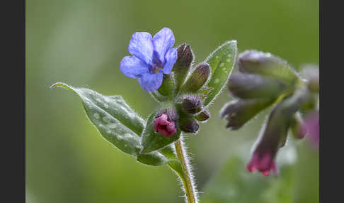 Geflecktes Lungenkraut (Pulmonaria officinalis)