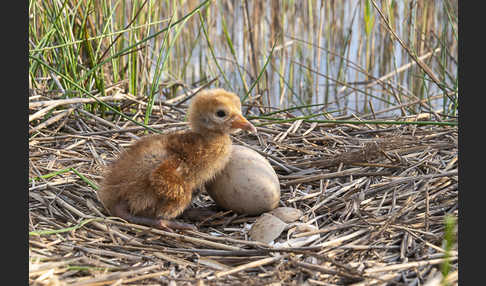 Kranich (Grus grus)