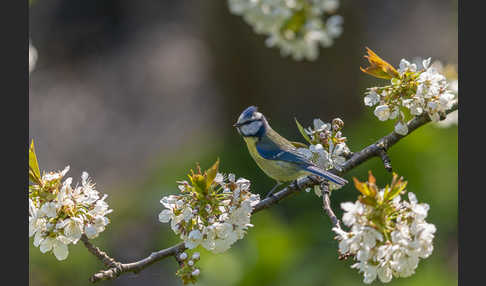 Blaumeise (Parus caeruleus)